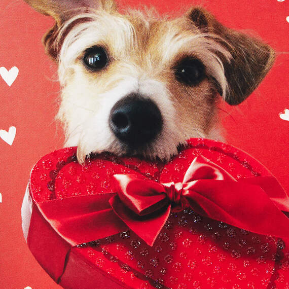 Dog With Box of Chocolates Valentine's Day Cards, Pack of 10, , large image number 4