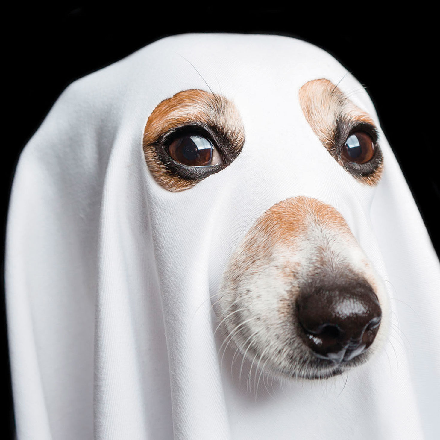 Things That Go Bark in the Night Funny Halloween Card Card Front Detail image number 4
