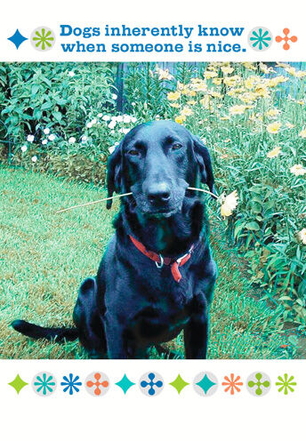 Dog Knows Nice Birthday Card