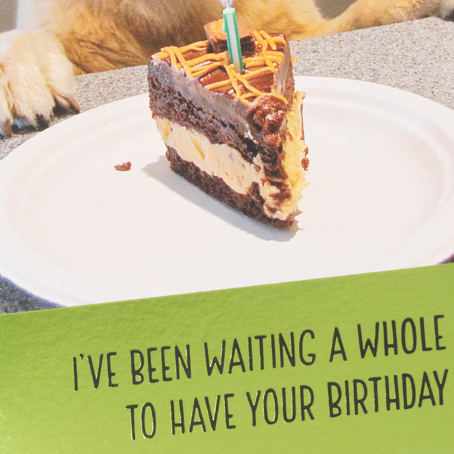 Dog Waiting for Cake Funny Birthday Card Card Front Detail image number 4