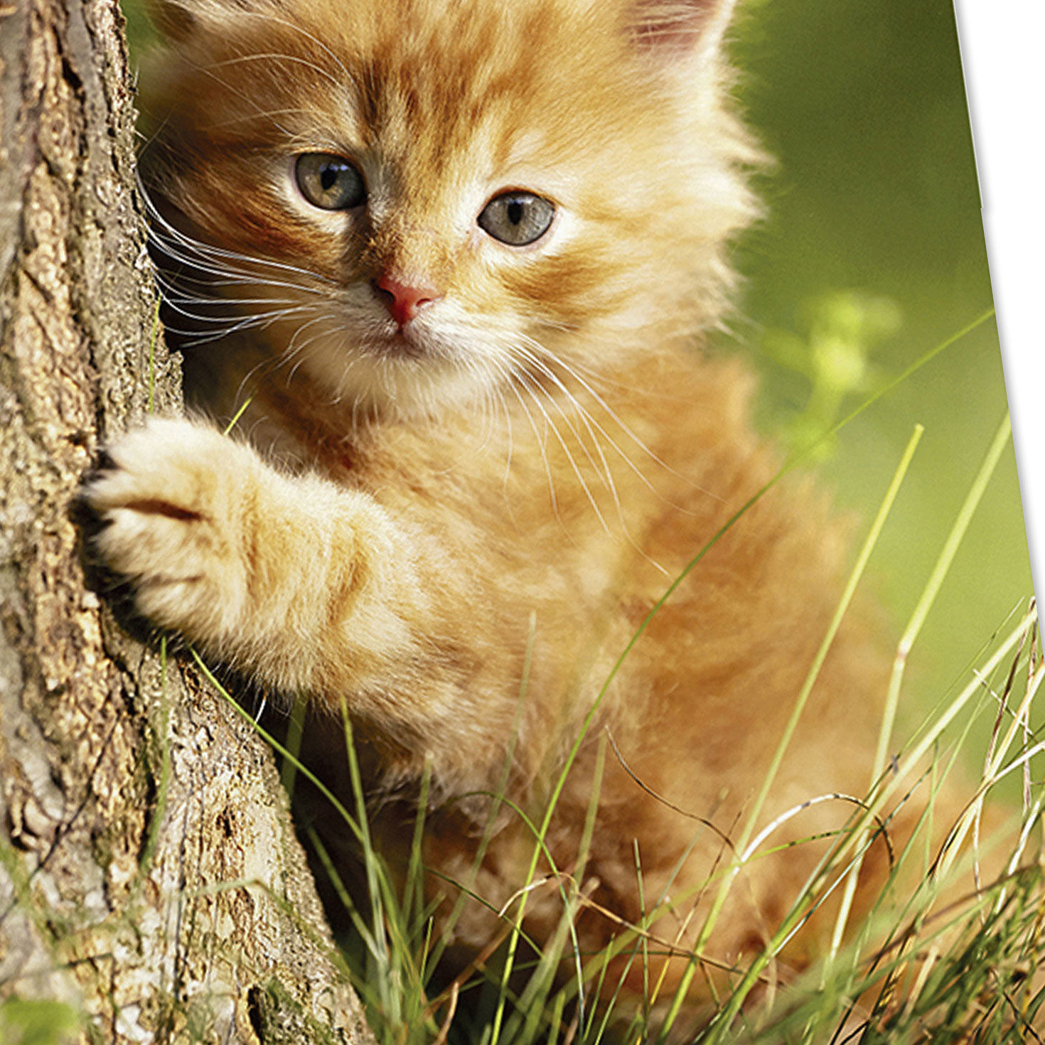 Cats and Dogs DaySpring Get Well Cards Assortment Cover Detail image number 5