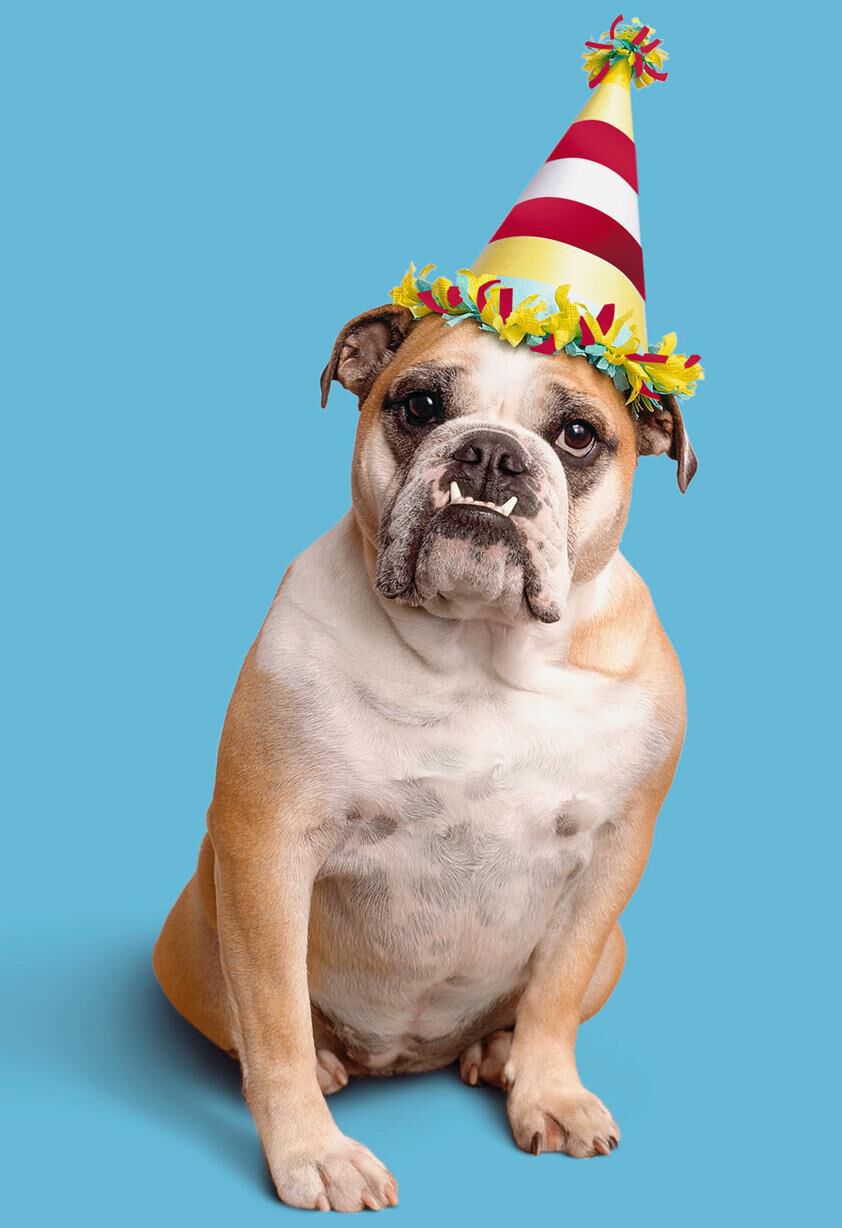 Bulldog in Party Hat on Blue Birthday Card