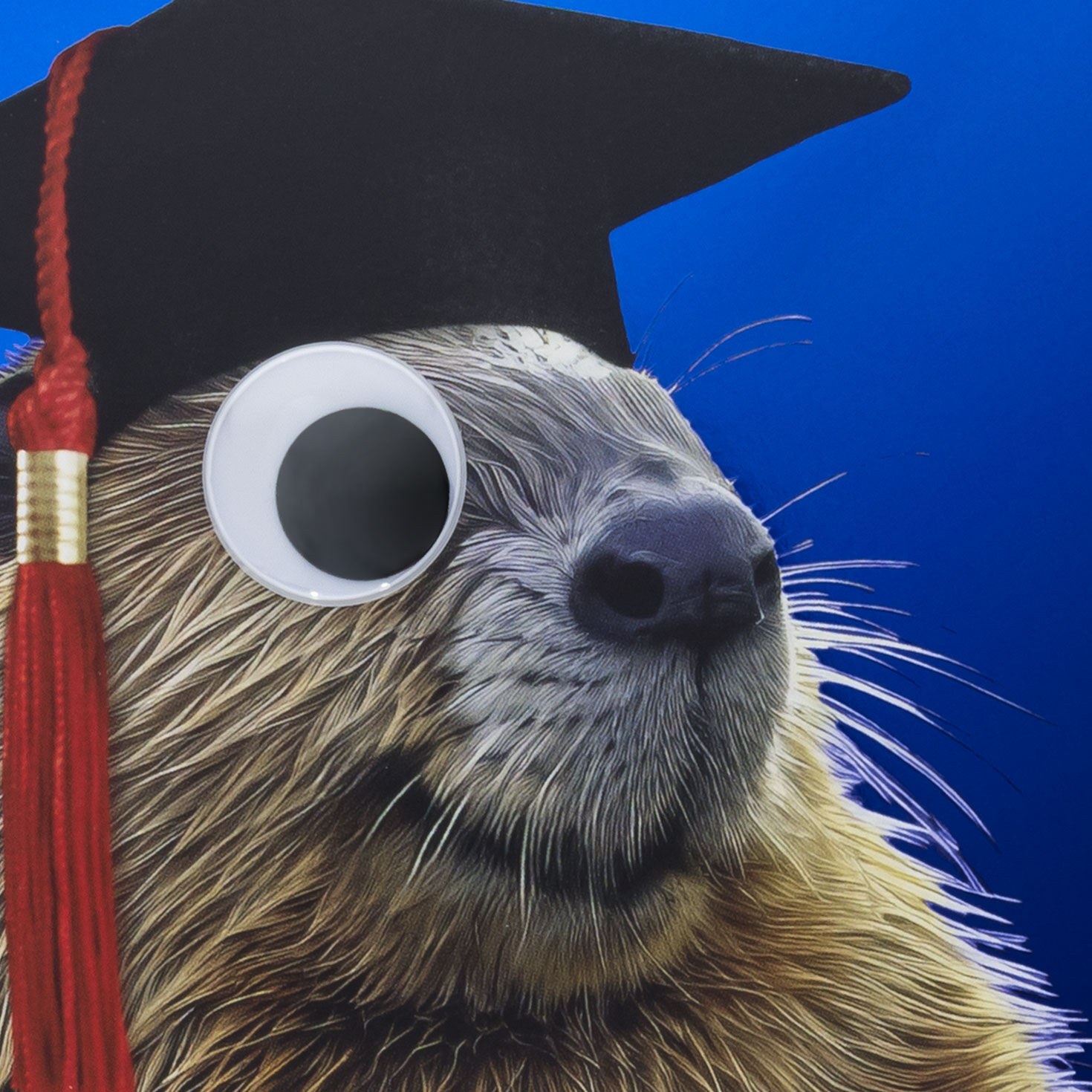 Beaver With Googly Eye Graduation Card Card Front Detail image number 4