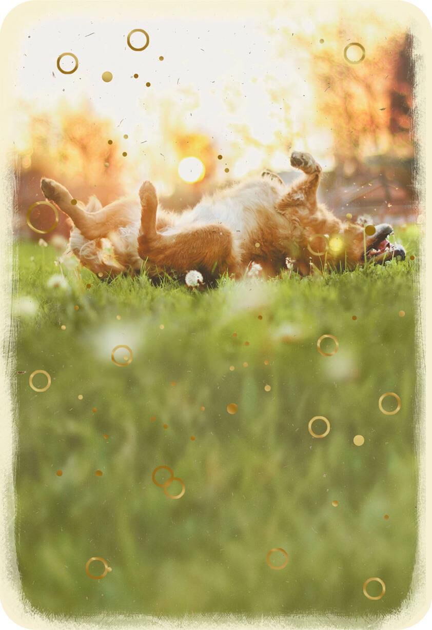 Dog Rolling in the Grass Blank Card