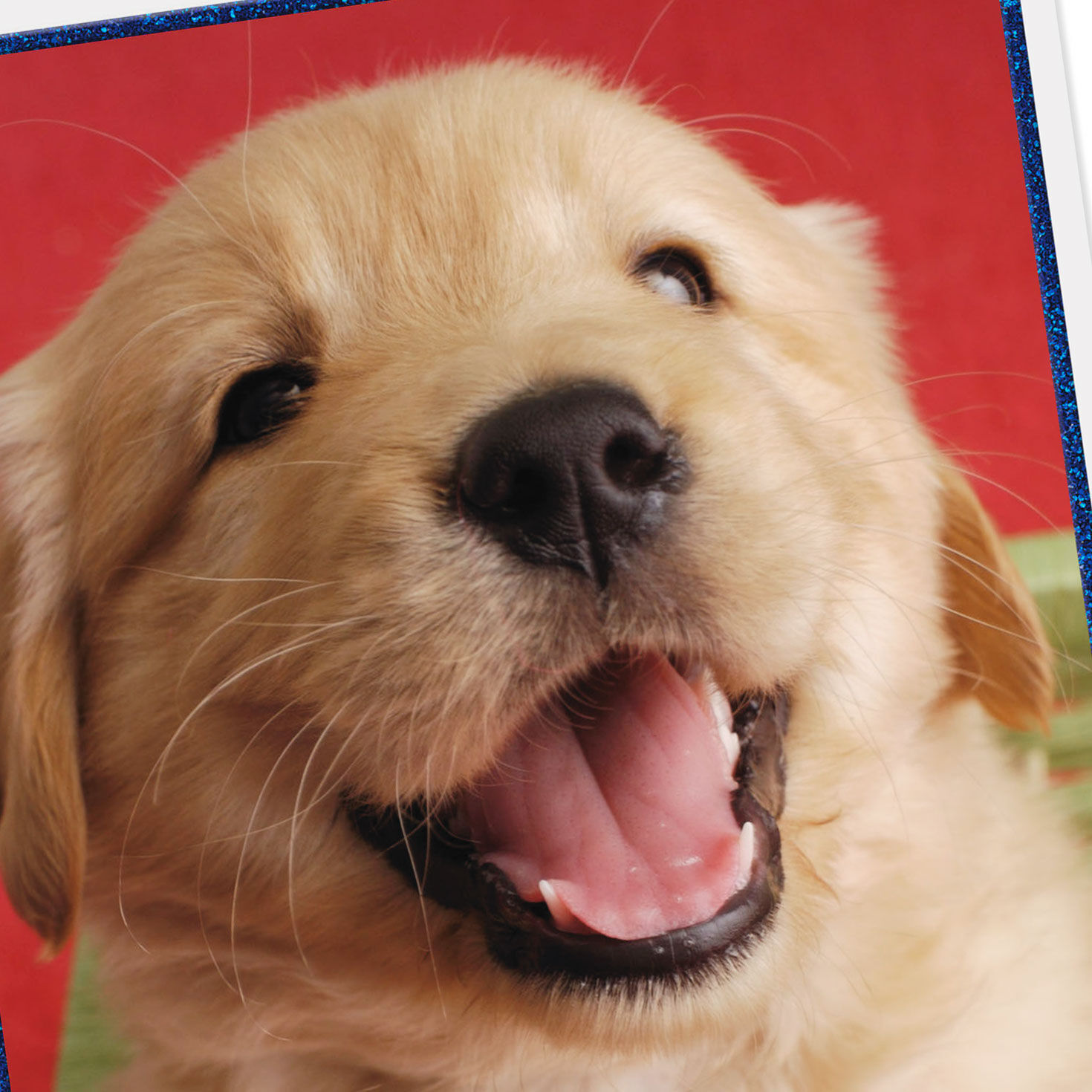 Golden Retriever Puppy on Red Birthday Card for Son Card Front Detail image number 4
