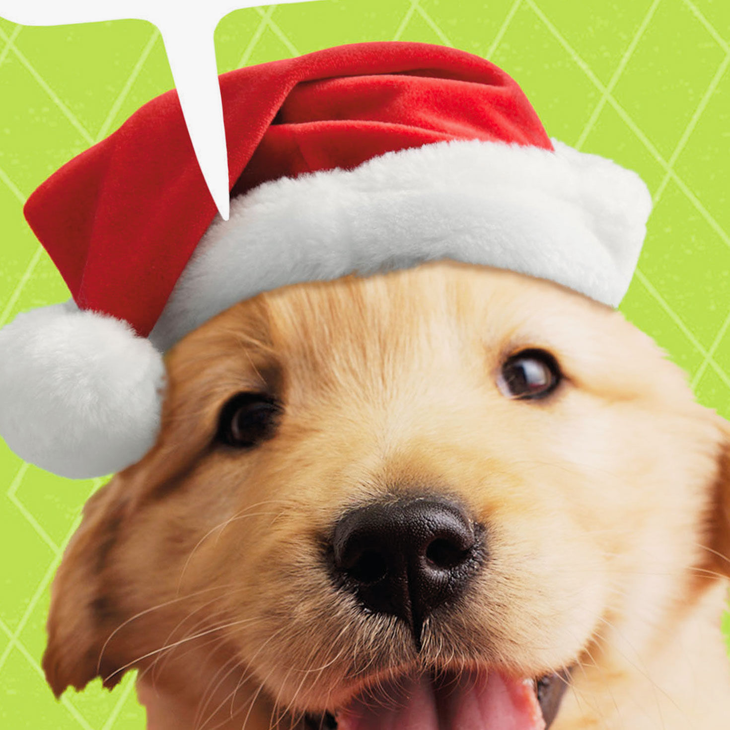 Puppy santa hat clearance