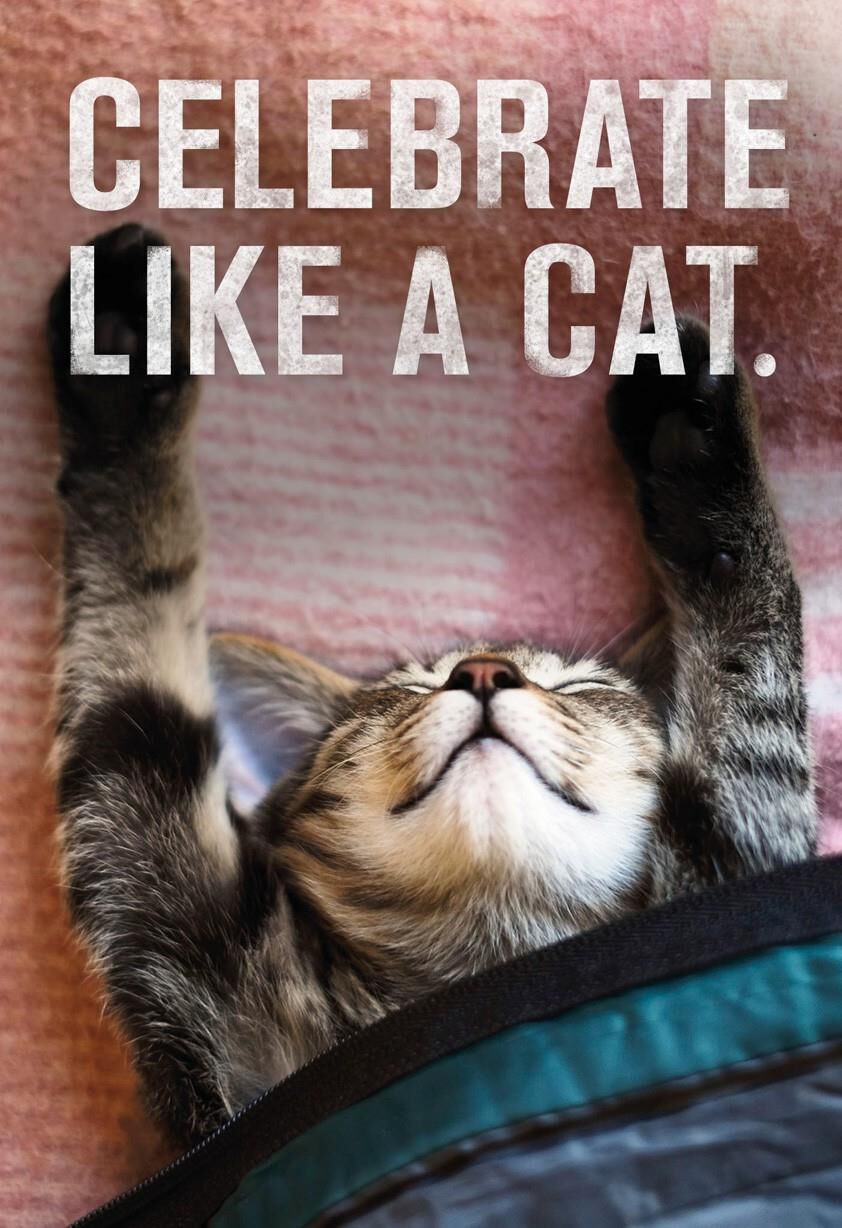 Celebrate Like A Cat Birthday Card