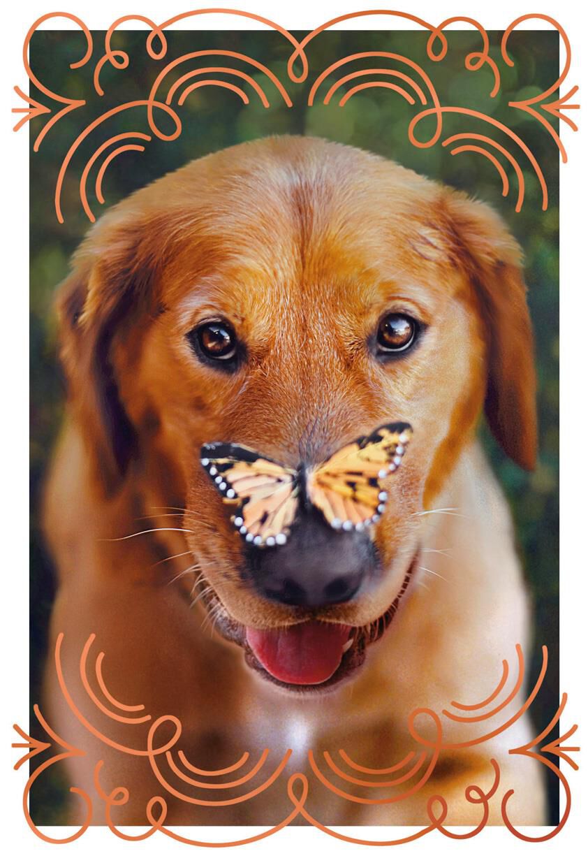 Dog and Butterfly Friendship Card