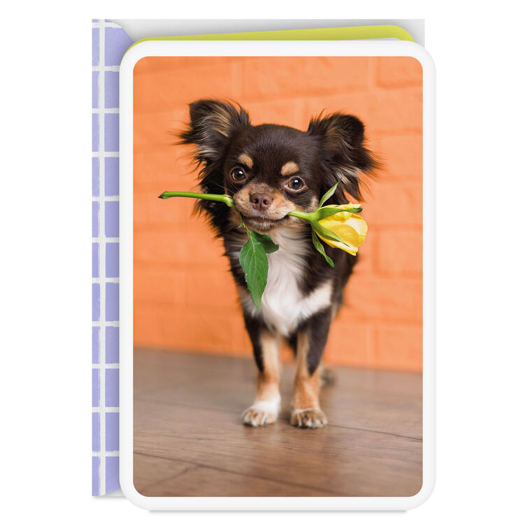 Chihuahua Dog With Flower Blank Card