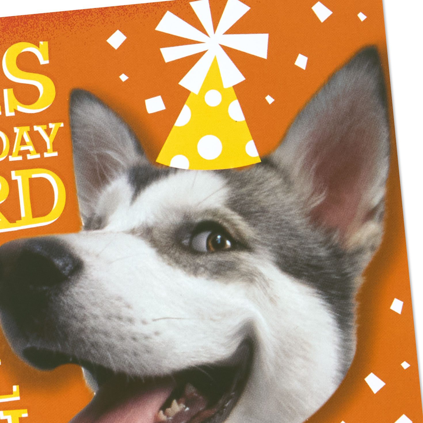 Dog With Lots of Wishes Birthday Card Card Front Detail image number 7