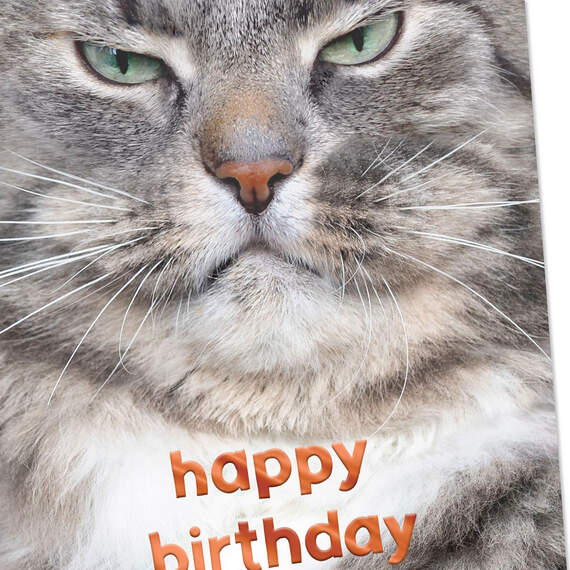 Grumpy Cat Funny Birthday Card, , large image number 4