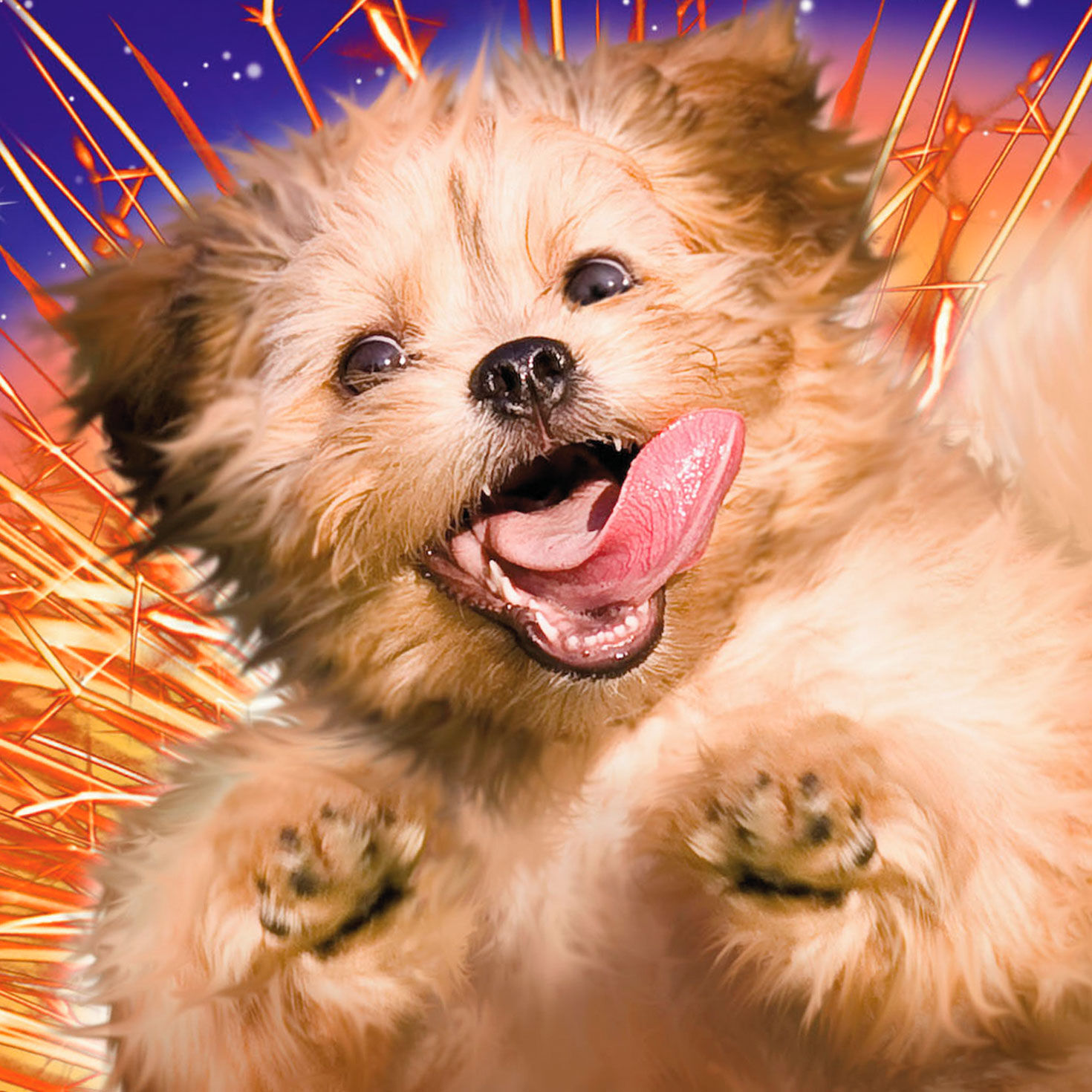 Dog in Exploding Volcano Funny Card  image number 4