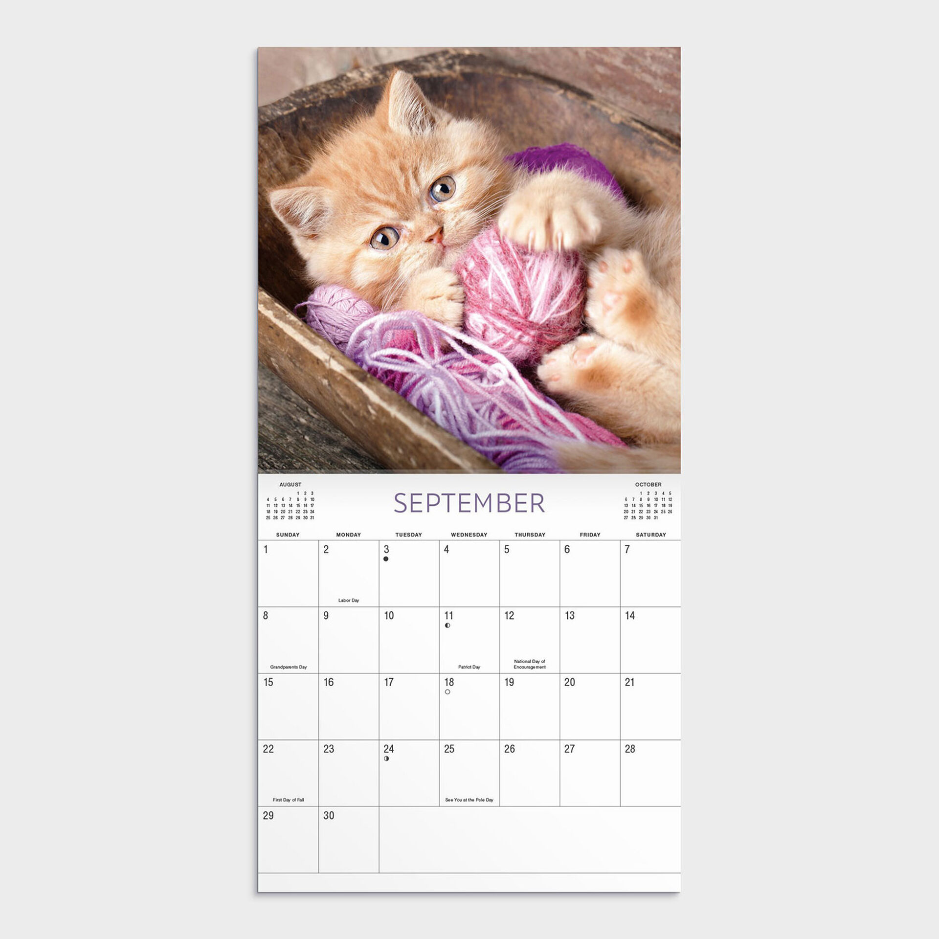 DaySpring Kittens Sleeping 12Month 2024 Wall Calendar Calendars