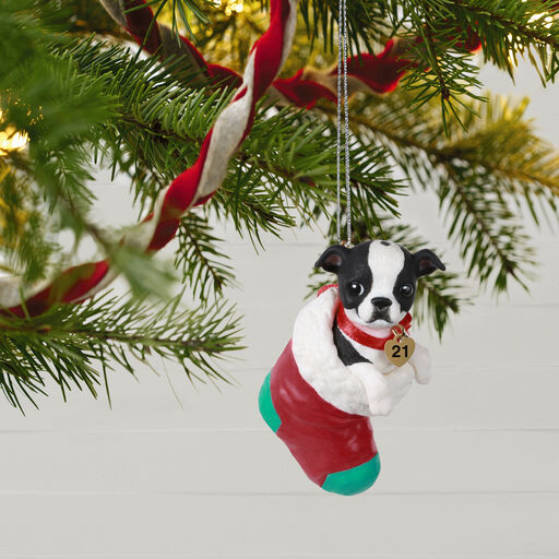 Puppy Love Boston Terrier 2021 Ornament, 