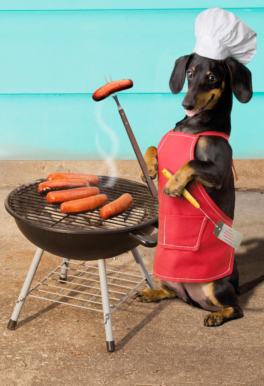 Wiener Dog Funny Congratulations Card