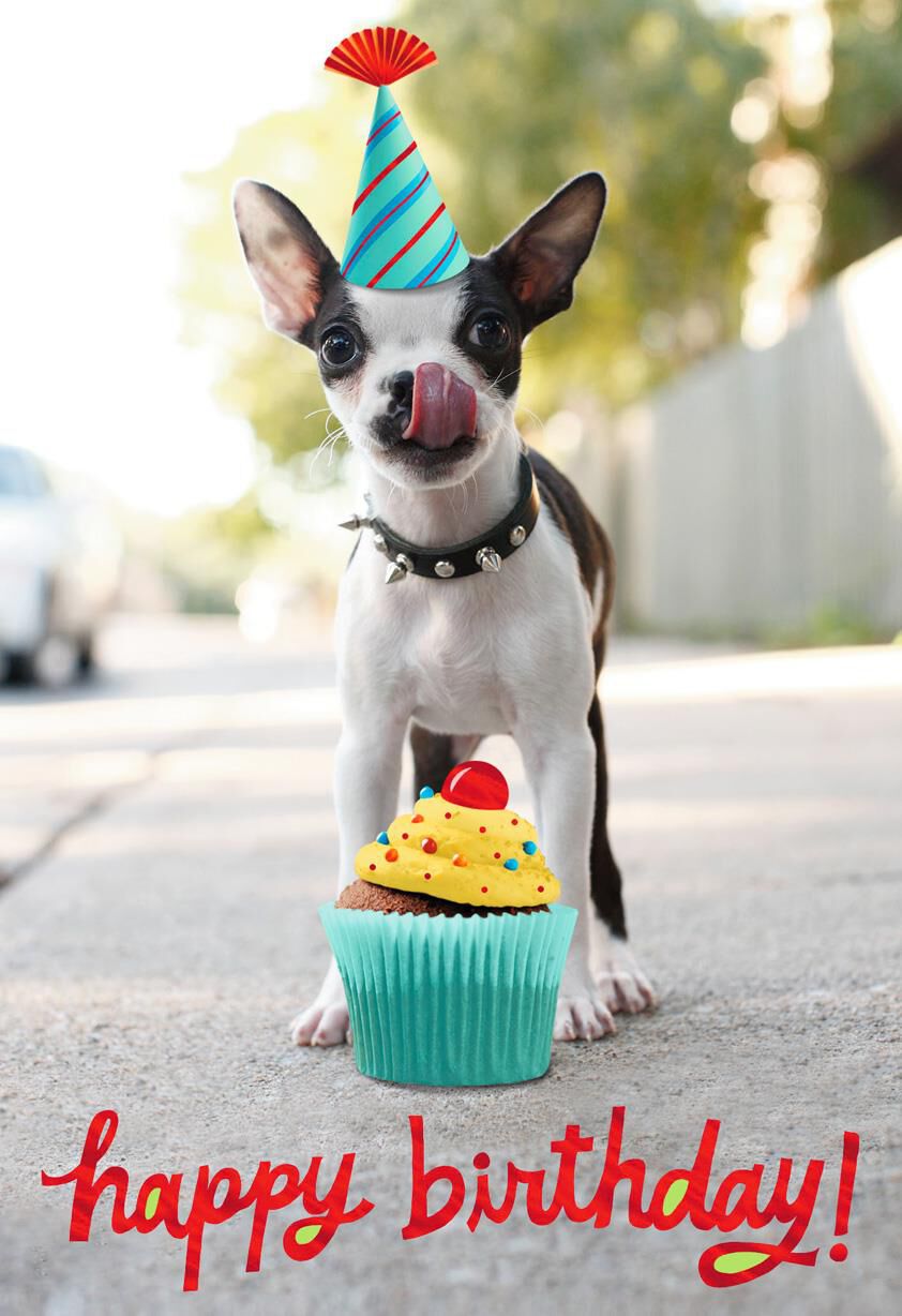 Dog With Cupcake Foil Birthday Card