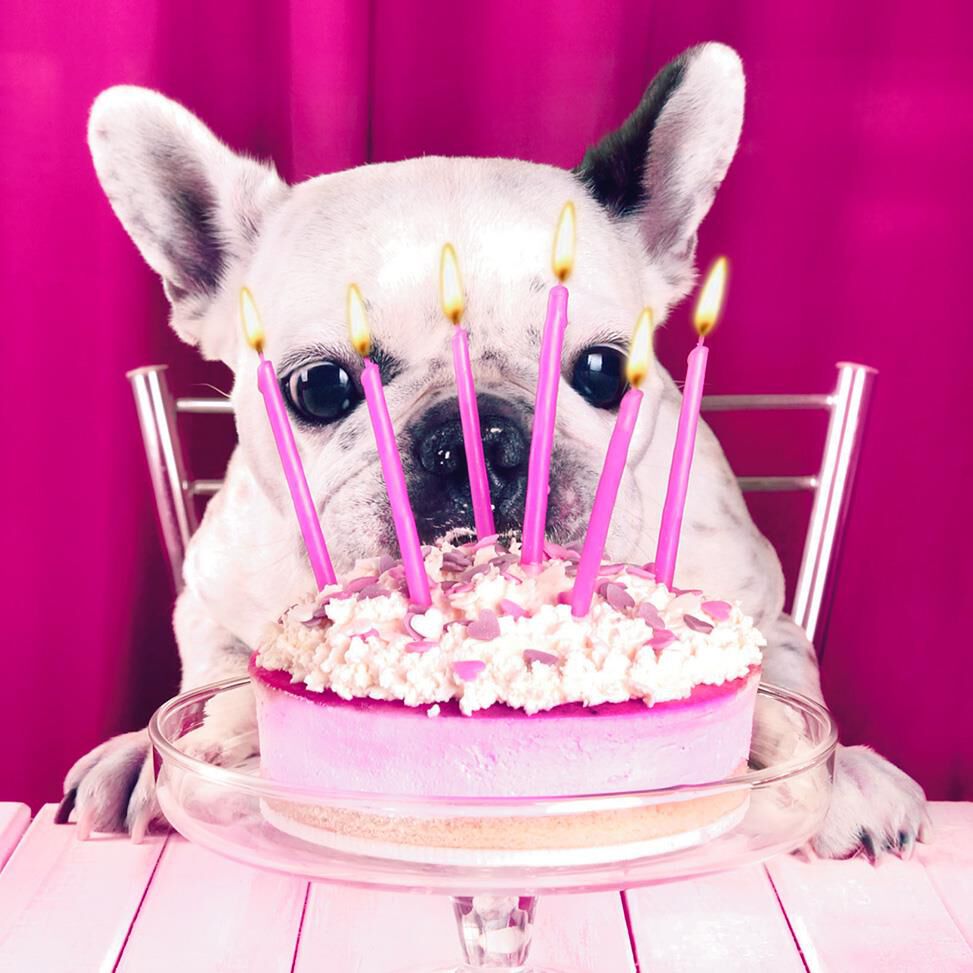 Puppy and Cupcake Musical Birthday Card