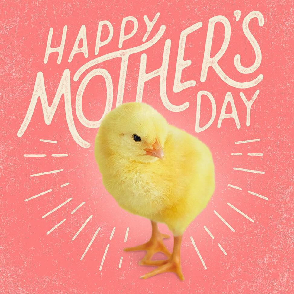 One Amazing Chick Musical Mother's Day Card