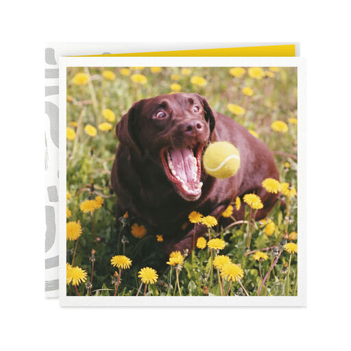 Chocolate Lab Perfect Moments Card, 