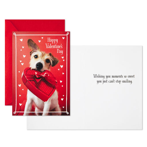Dog With Box of Chocolates Valentine's Day Cards, Pack of 10, 