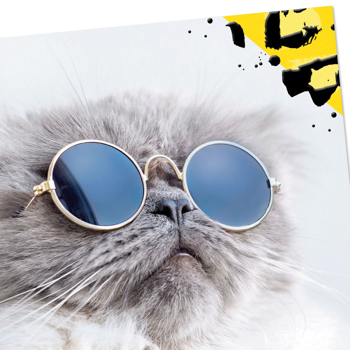 Cool Cat in Sunglasses Blank Card  image number 3