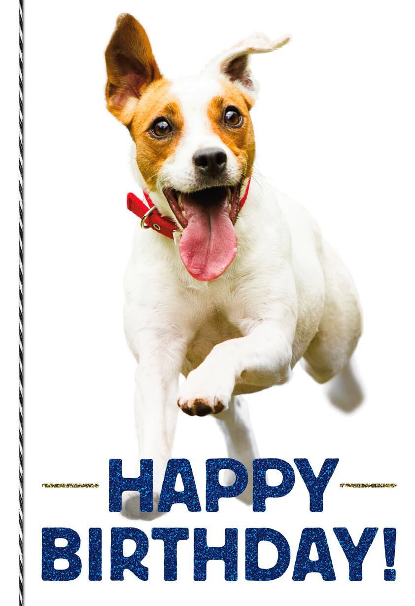 Celebrate Like Someone Forgot to Lock the Gate Birthday Card