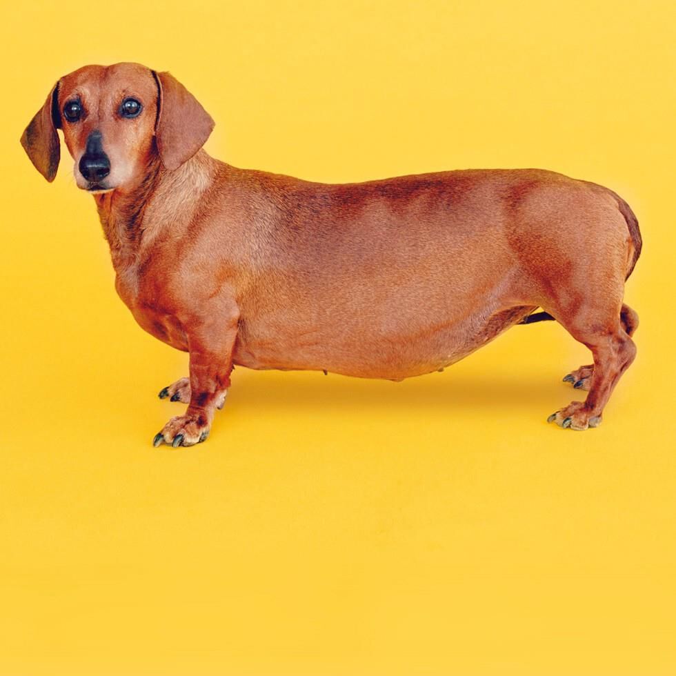 Dachshund Low Rider Musical Birthday Card