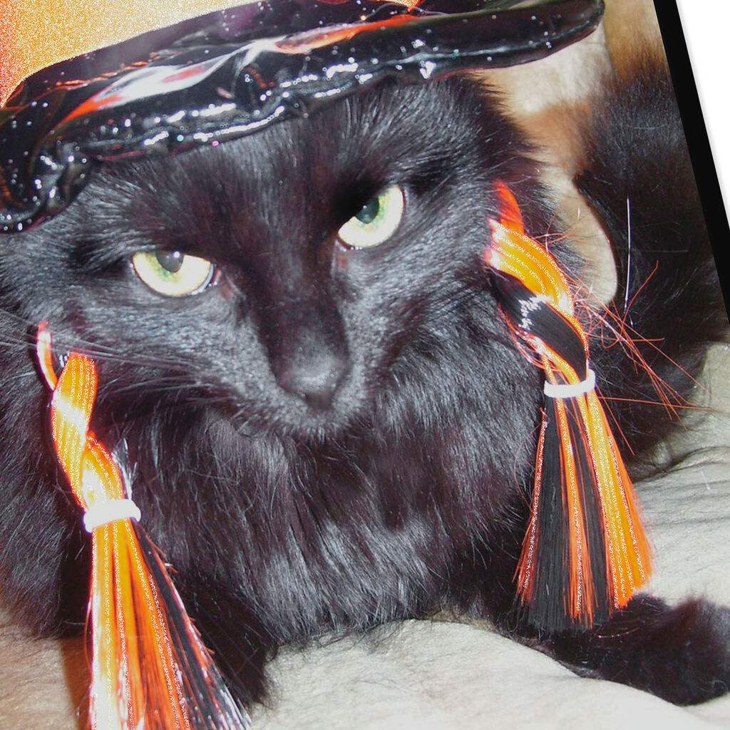 No Harm Black Cat Funny Halloween Card Greeting Cards Hallmark
