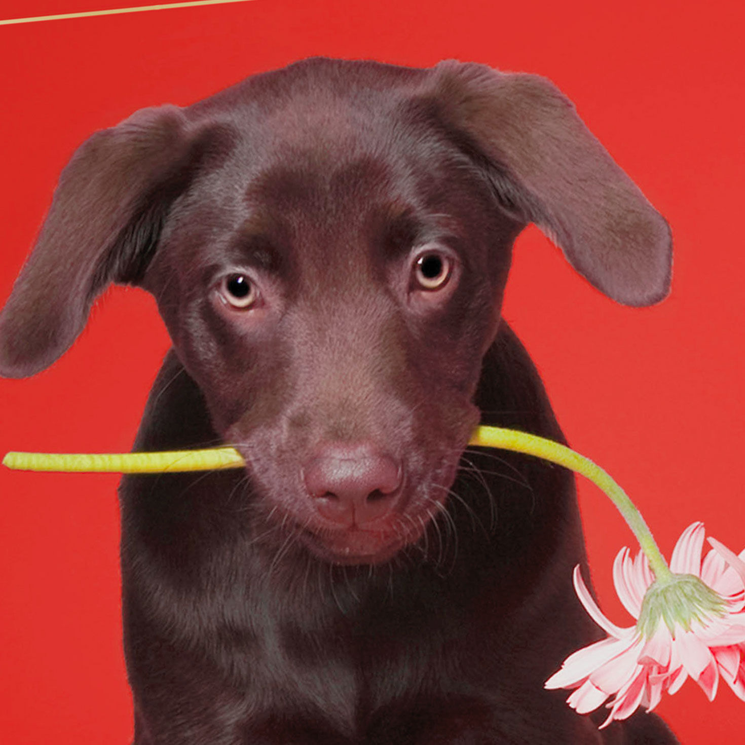 Brown Puppy Dog with Flower Valentine's Day Card Card Cover Detail image number 4