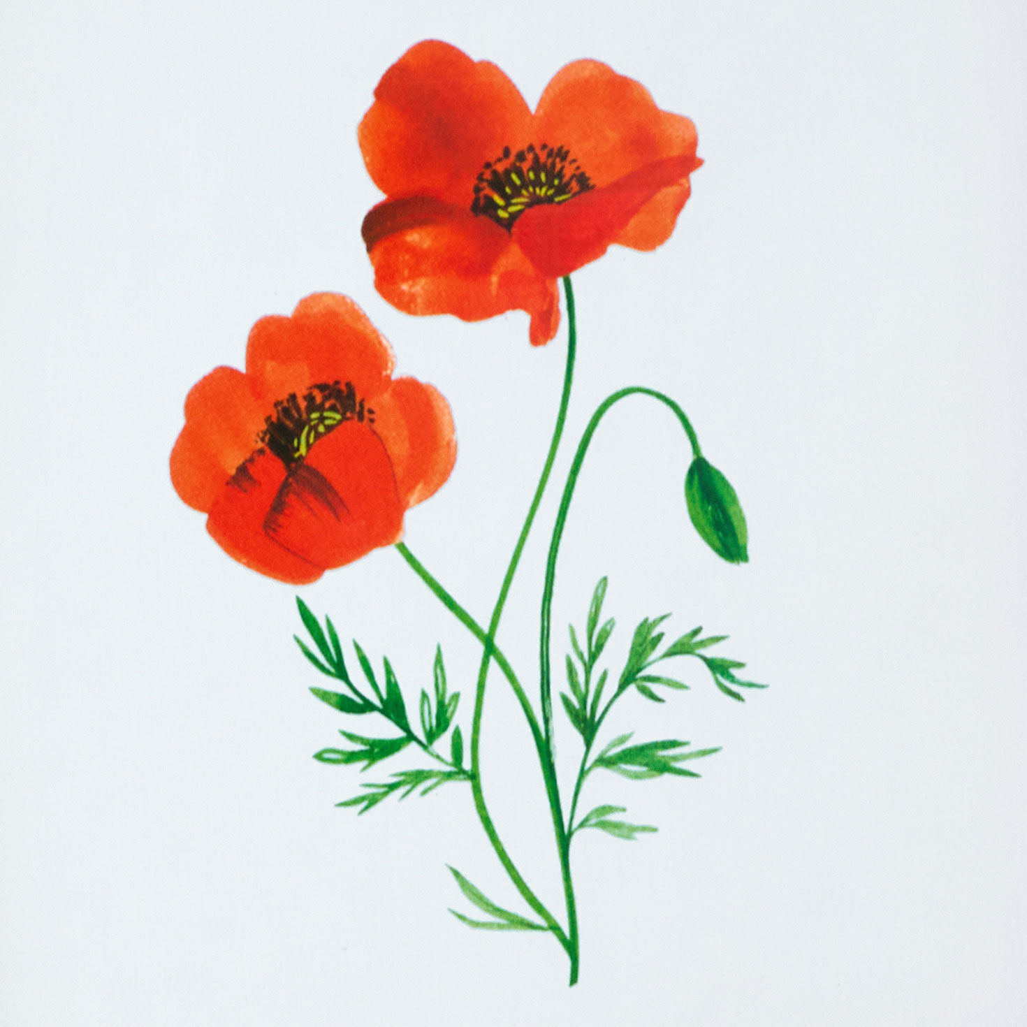 Red and Cream Scallop Edge Square Picture Frame closeup view image number 3