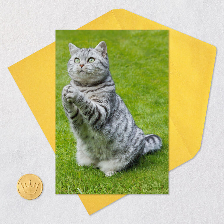 Gray Tabby Cat Praying Funny Get Well Card Card Front with Envelope and Gold Seal image number 5