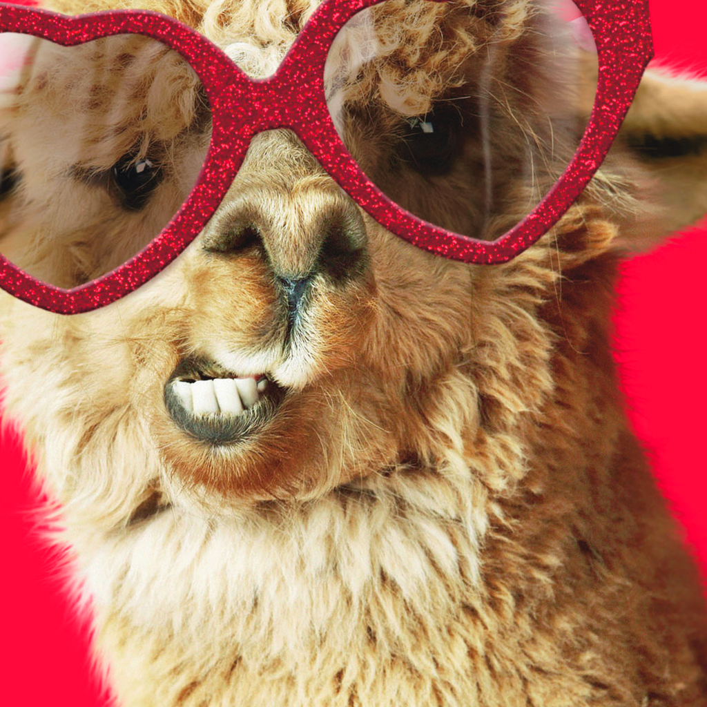 Llama Wearing Sunglasses Valentine's Day Card Greeting Cards Hallmark