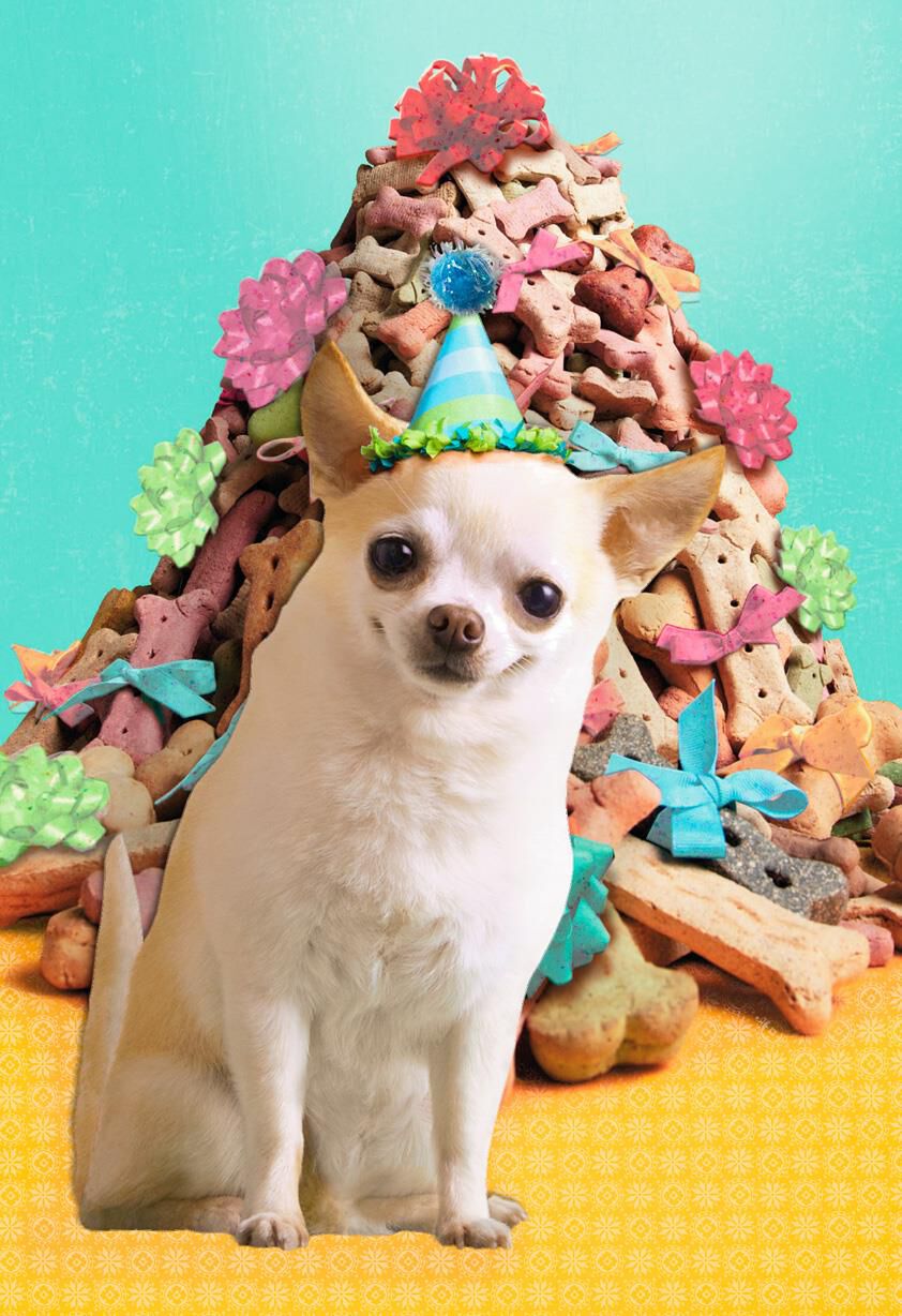 Dog in a Party Hat With Dog Bones Birthday Card