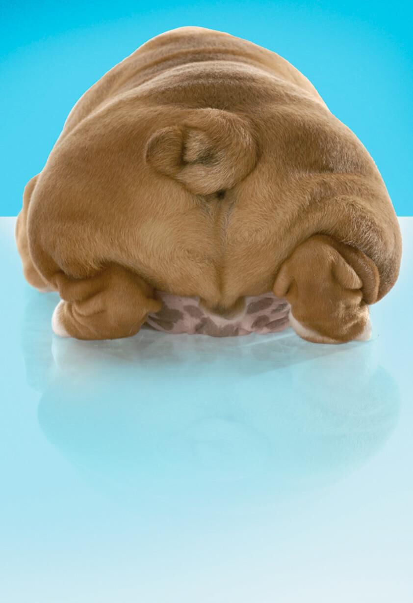 Dog Butt Funny Thank You Card