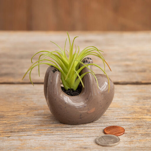 Natural Life Faux Succulent in Sloth Planter, 2", 
