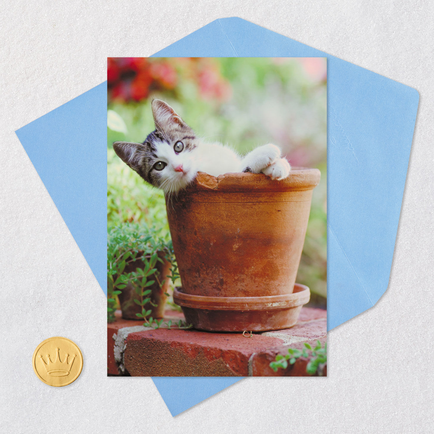 Grew You a Cat Funny Birthday Card - Greeting Cards | Hallmark