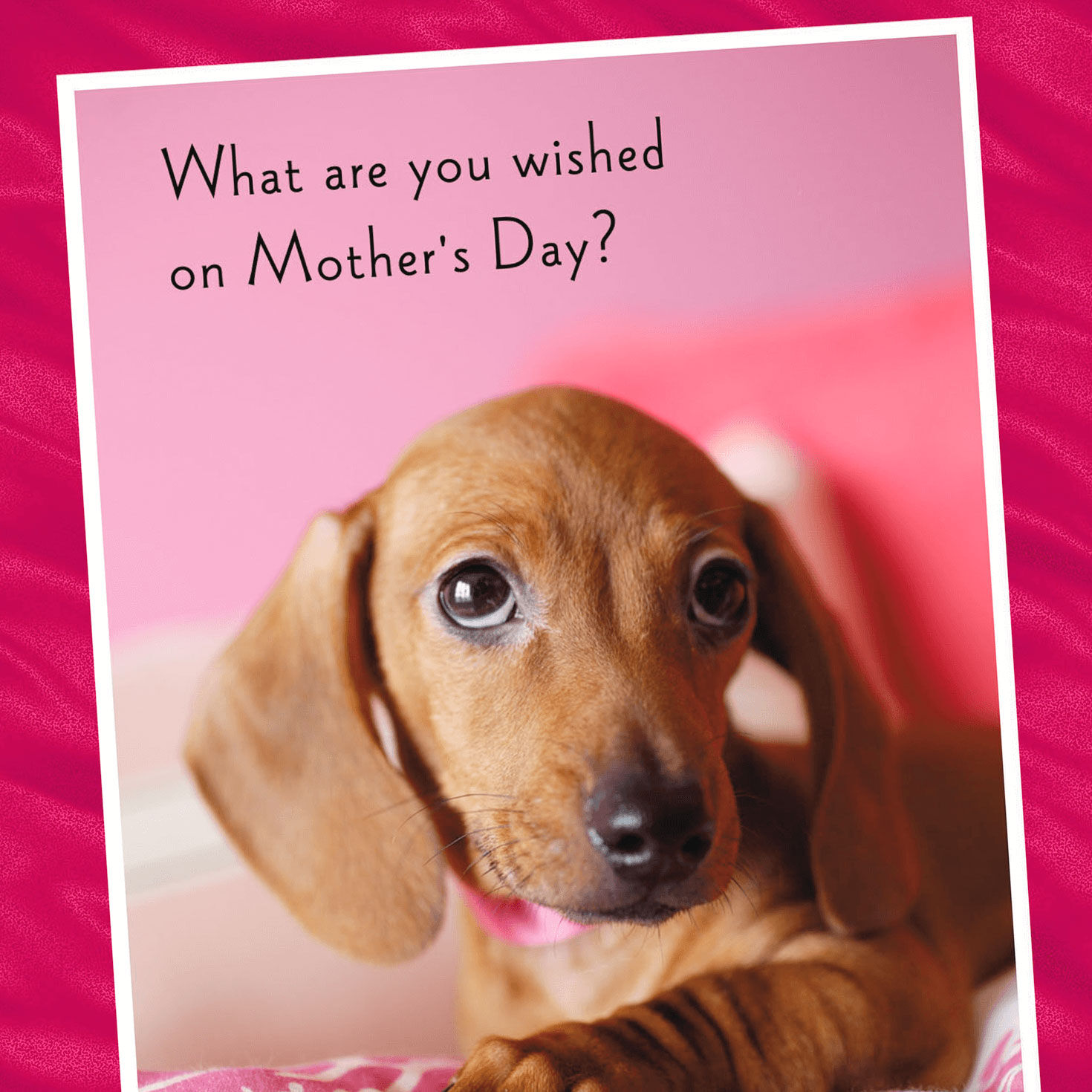 doxie mom 19