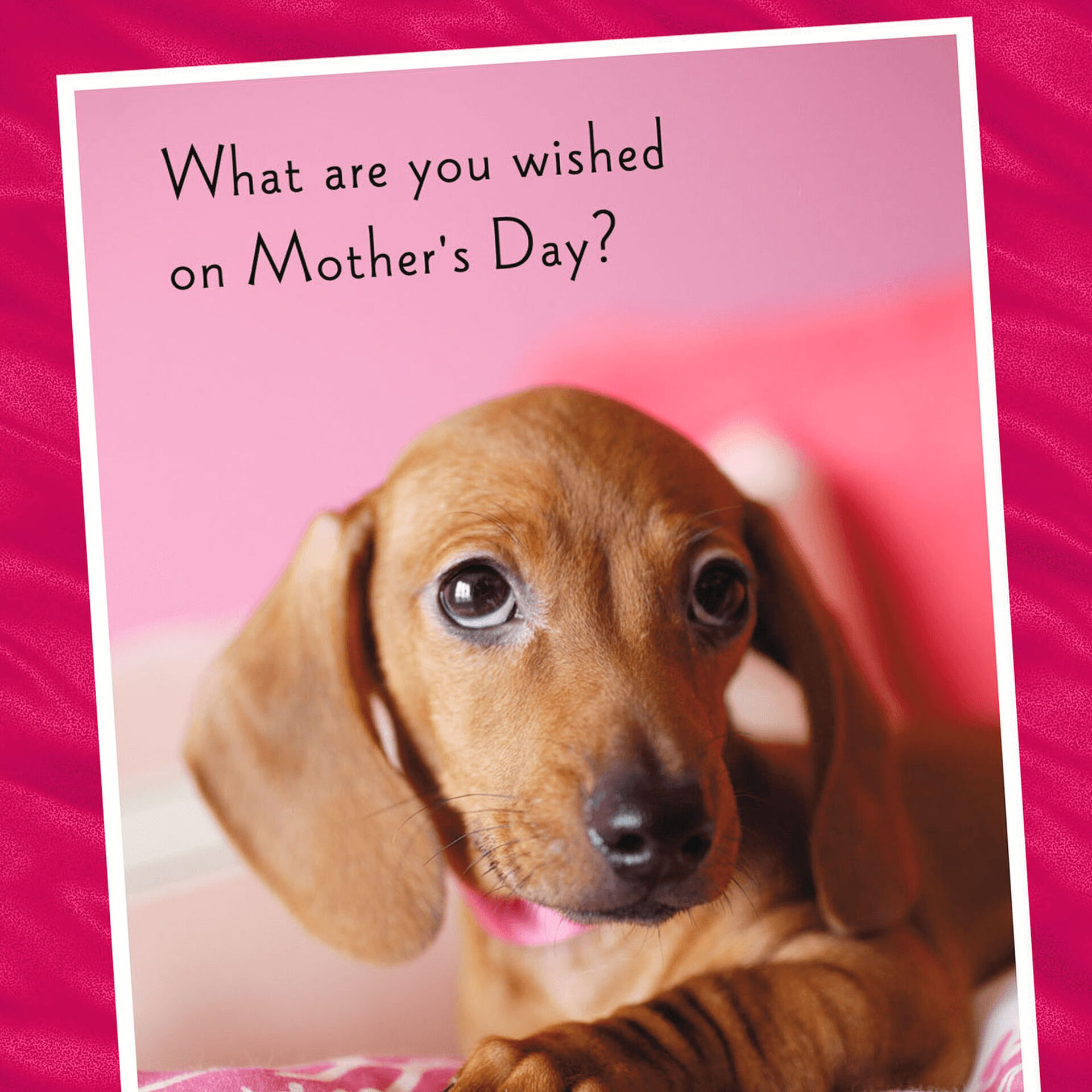 Dachshund Puppy Photo Mother's Day Card Greeting Cards Hallmark