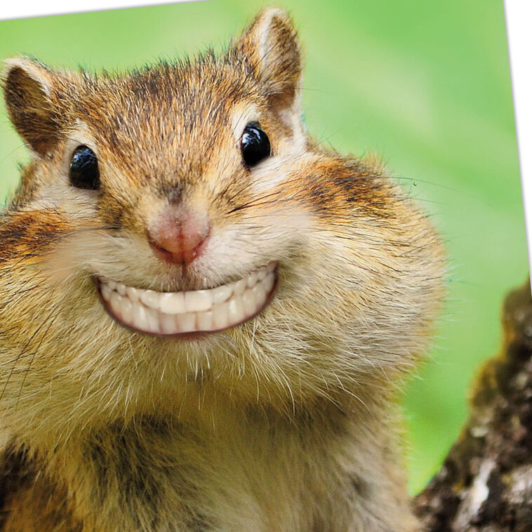 Smiling Chipmunk Funny Congrats Card Card Front Detail image number 4