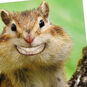 Smiling Chipmunk Funny Congrats Card Card Front Detail image number 4