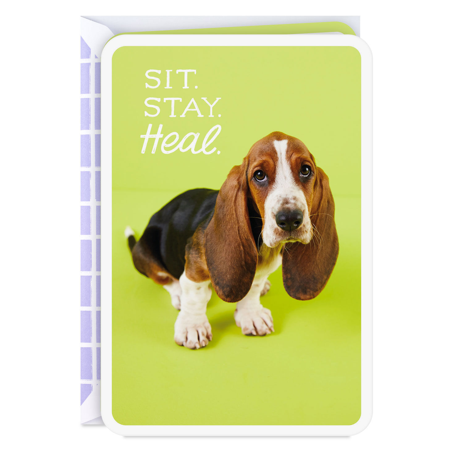 Sit, Stay, Heal Get Well Card