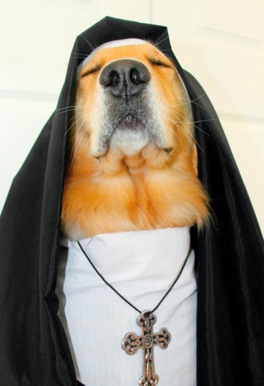 Dog Praying for Redemption Funny Birthday Card