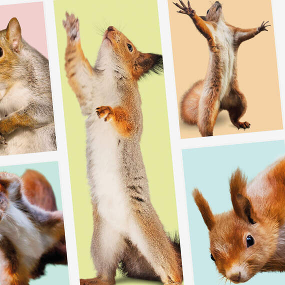Squirrels Celebrating You Funny Card, , large image number 4