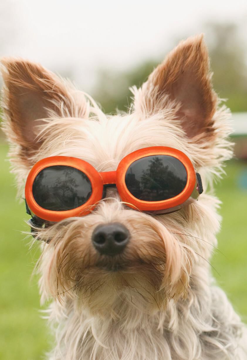 Dog in Sunglasses Blank Thinking of You Card