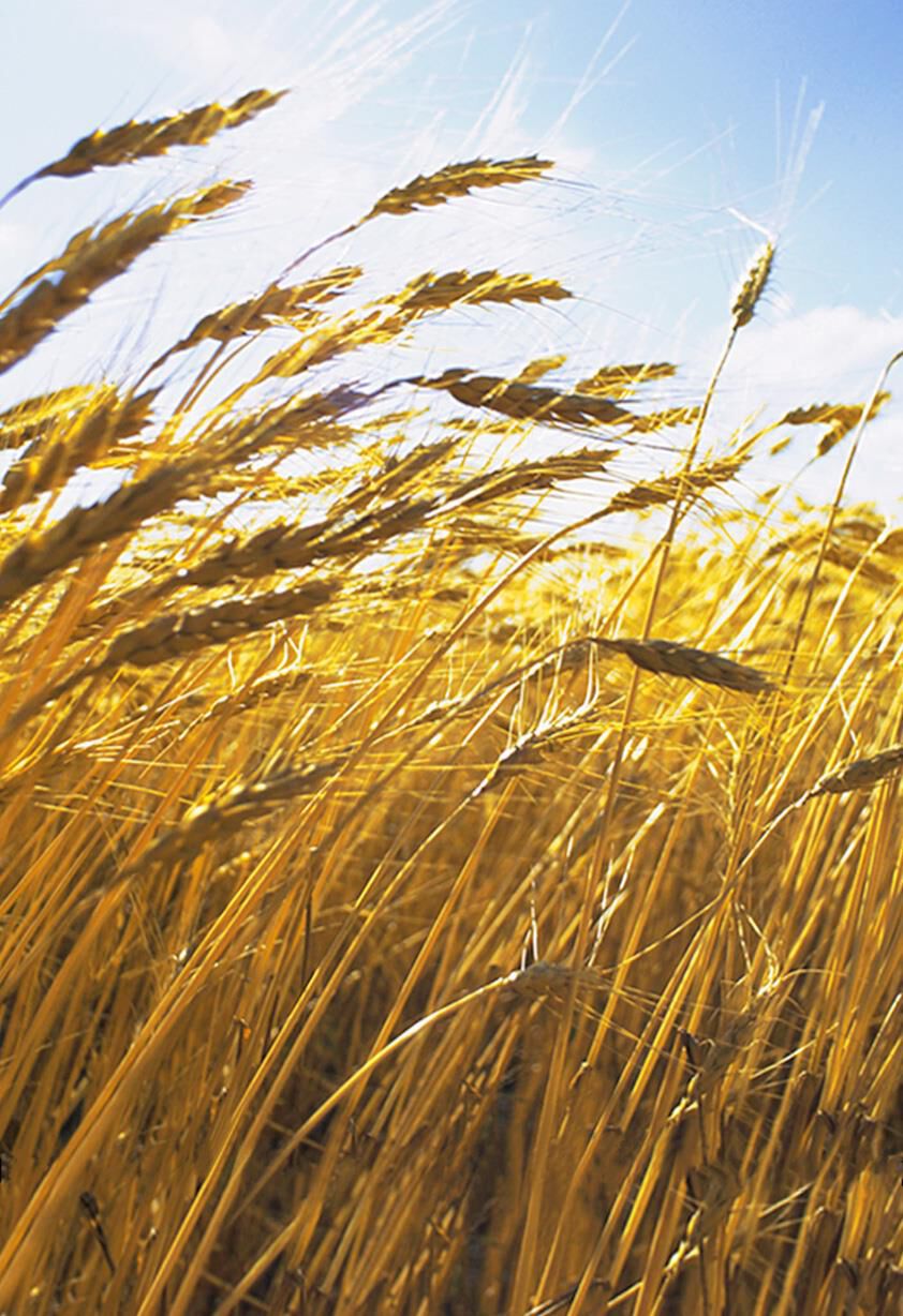 Field of Wheat Sympathy Card