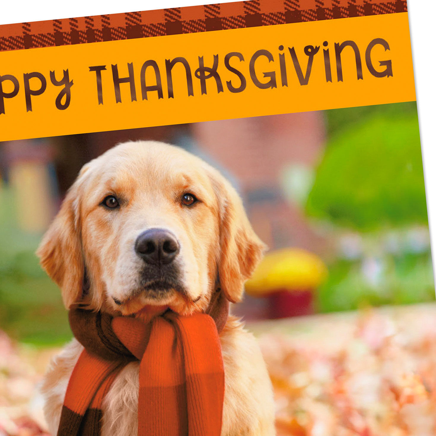 Golden Retriever in Scarf Thanksgiving Card Pack Cover Detail image number 4