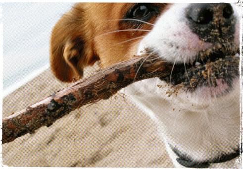 Stick Birthday Card
