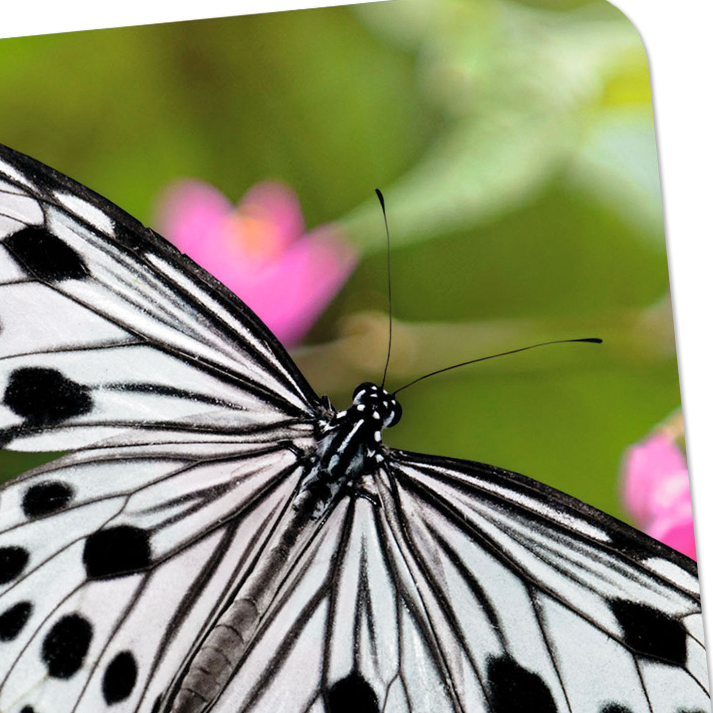 Black-and-White Butterfly and Pink Flowers Blank Card - Greeting Cards ...