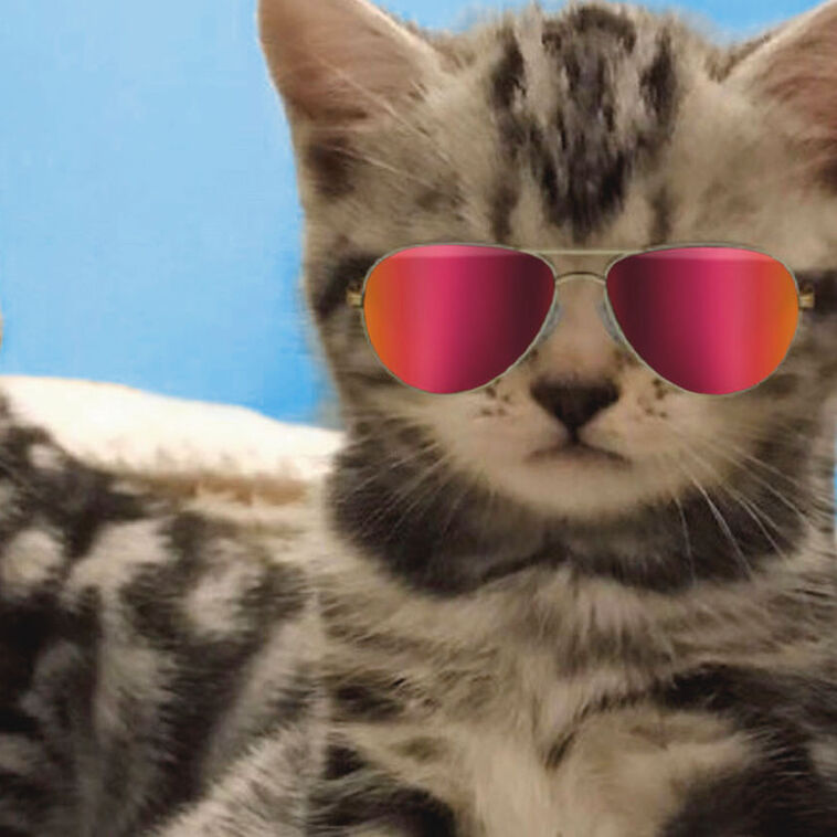 2 Cute Kittens in Sunglasses Funny Friendship Card Card Front Detail image number 4