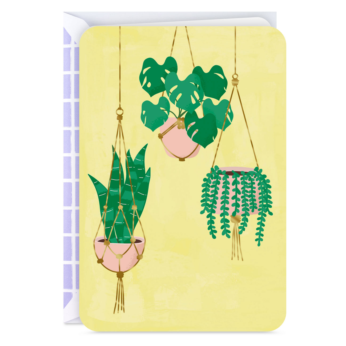 Houseplants in Hanging Baskets Blank Card